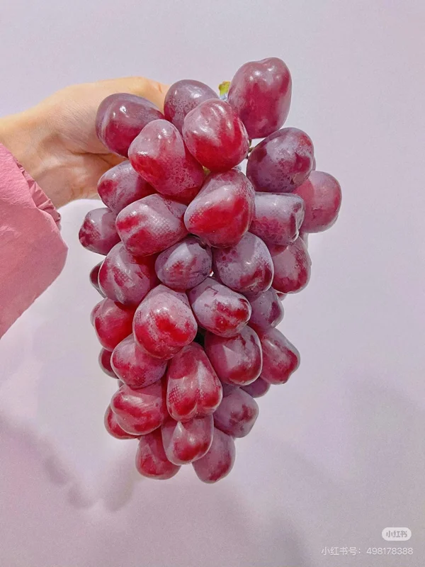 Grafted Romantic Beauty Grape Vine Tree - Red Seedless Table Grape Bare Root Plant - Image 5