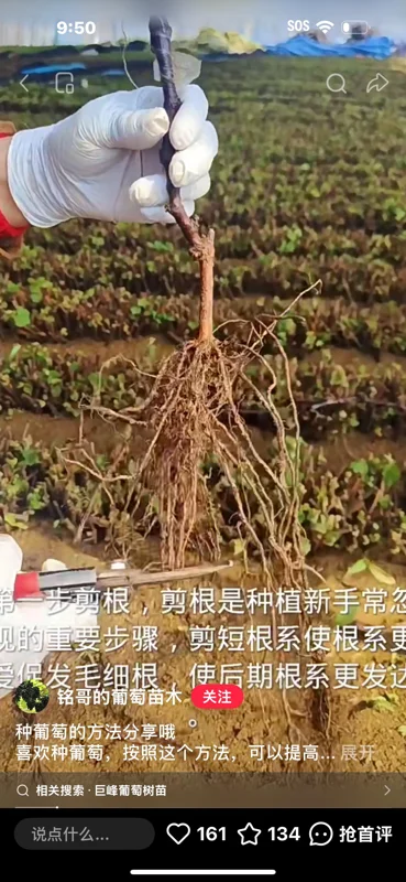 Grafted Romantic Beauty Grape Vine Tree - Red Seedless Table Grape Bare Root Plant - Image 9