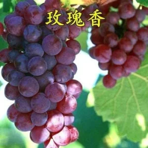 Grafted Rose Fragrant Grape Vine Live Plant – Sweet Aromatic Fruit – 2-3 Year Old Climbing Vine - Image 2