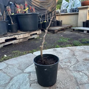 Grafted Rose Fragrant Grape Vine Live Plant – Sweet Aromatic Fruit – 2-3 Year Old Climbing Vine - Image 3
