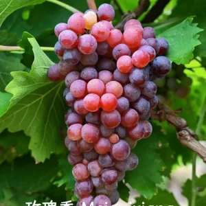 Grafted Rose Fragrant Grape Vine Live Plant – Sweet Aromatic Fruit – 2-3 Year Old Climbing Vine - Image 1