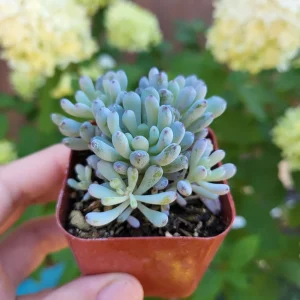 Graptopetalum Blue Beans Live Plant – 2 inch Potted Succulent – Indoor/Outdoor - Image 2