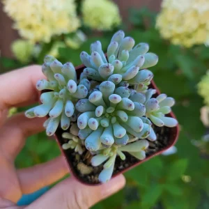 Graptopetalum Blue Beans Live Plant – 2 inch Potted Succulent – Indoor/Outdoor - Image 3