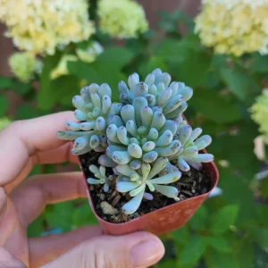 Graptopetalum Blue Beans Live Plant – 2 inch Potted Succulent – Indoor/Outdoor - Image 4