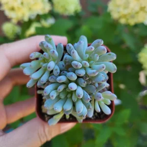 Graptopetalum Blue Beans Live Plant – 2 inch Potted Succulent – Indoor/Outdoor - Image 5