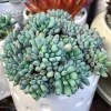 Graptopetalum Blue Beans Live Plant – 2 inch Potted Succulent – Indoor/Outdoor - Image 1