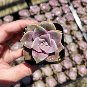 Graptopetalum Purple Delight Live Plant - 2 inch Potted Succulent - Image 2