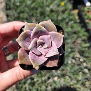 Graptopetalum Purple Delight Live Plant - 2 inch Potted Succulent - Image 3