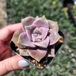 Graptopetalum Purple Delight Live Plant - 2 inch Potted Succulent - Image 4