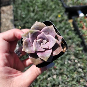 Graptopetalum Purple Delight Live Plant - 2 inch Potted Succulent - Image 5