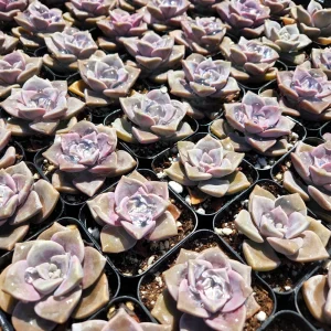 Graptopetalum Purple Delight Live Plant - 2 inch Potted Succulent - Image 6