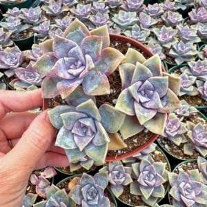 Graptopetalum Purple Delight Live Plant - 2 inch Potted Succulent - Image 7