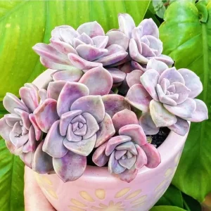 Graptopetalum Purple Delight Live Plant - 2 inch Potted Succulent - Image 1