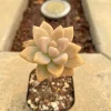Graptopetalum Victor Kane Succulent Live Plant - Rare Imported Variety, 1-2 inches - Image 1