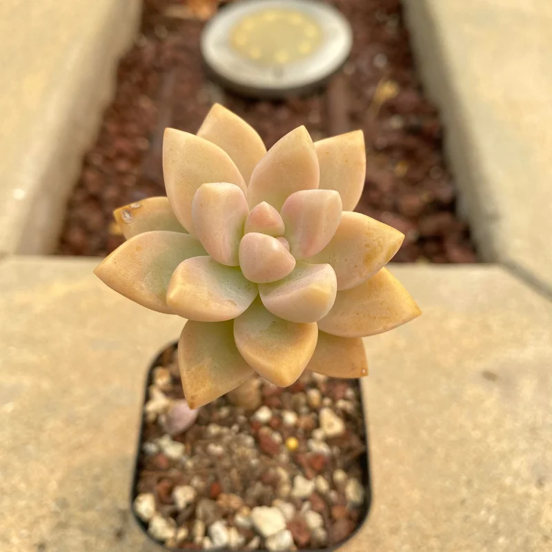 Graptopetalum Victor Kane Succulent Live Plant - Rare Imported Variety, 1-2 inches - Image 1