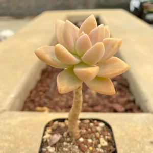 Graptopetalum Victor Kane Succulent Live Plant - Rare Imported Variety, 1-2 inches - Image 2