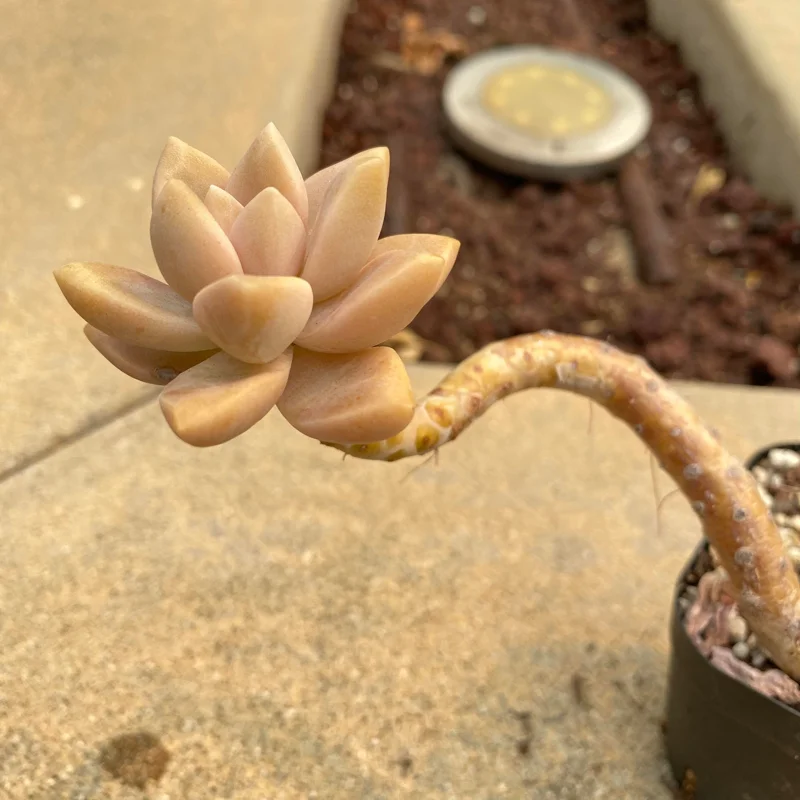 Graptopetalum Victor Kane Succulent Live Plant - Rare Imported Variety, 1-2 inches - Image 3