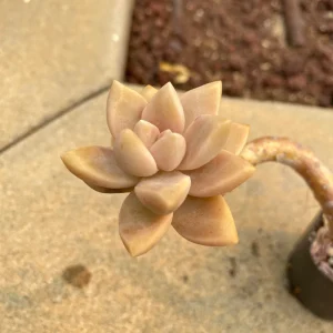 Graptopetalum Victor Kane Succulent Live Plant - Rare Imported Variety, 1-2 inches - Image 4