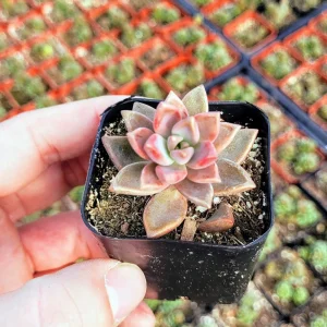 Graptosedum Alpenglow Succulent Live Plant - Bronze Vera Higgins - 2-inch Pot - Image 2