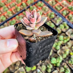 Graptosedum Alpenglow Succulent Live Plant - Bronze Vera Higgins - 2-inch Pot - Image 3