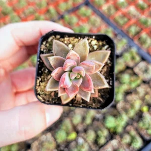 Graptosedum Alpenglow Succulent Live Plant - Bronze Vera Higgins - 2-inch Pot - Image 4