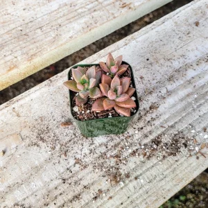 Graptosedum Alpenglow Succulent Live Plant - Bronze Vera Higgins - 2-inch Pot - Image 5