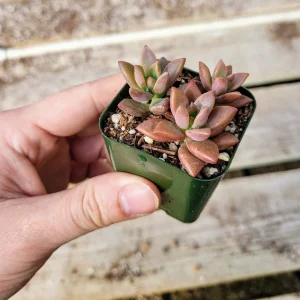 Graptosedum Alpenglow Succulent Live Plant - Bronze Vera Higgins - 2-inch Pot - Image 6