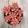 Graptosedum Alpenglow Succulent Live Plant - Bronze Vera Higgins - 2-inch Pot - Image 1
