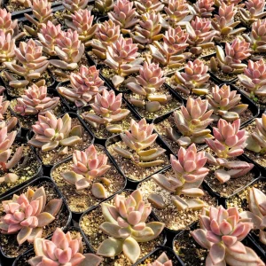 Graptosedum Alpenglow Succulent Live Plant - Bronze Vera Higgins - 2-inch Pot - Image 7