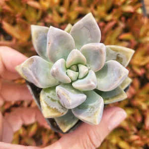 Graptosedum Ghosty Succulent Live Plant – 2 Inch Pot – Indoor/Outdoor - Image 2