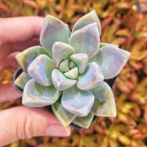 Graptosedum Ghosty Succulent Live Plant – 2 Inch Pot – Indoor/Outdoor - Image 3