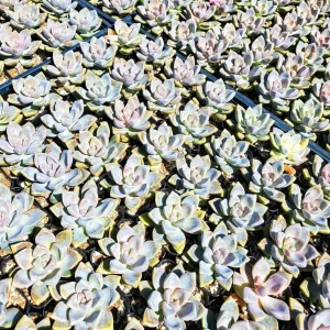 Graptosedum Ghosty Succulent Live Plant – 2 Inch Pot – Indoor/Outdoor - Image 4