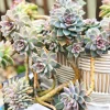Graptosedum Ghosty Succulent Live Plant – 2 Inch Pot – Indoor/Outdoor - Image 1