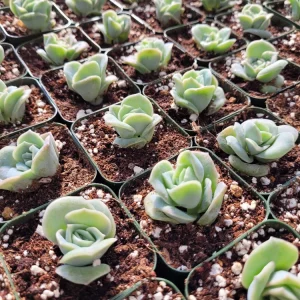 Graptoveria Lovely Rose Succulent Live Plant - 2 or 4 Inch Pot for Indoor/Outdoor - Image 10