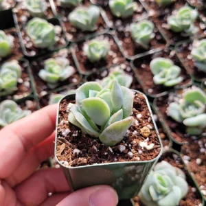 Graptoveria Lovely Rose Succulent Live Plant - 2 or 4 Inch Pot for Indoor/Outdoor - Image 11