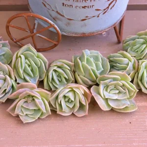 Graptoveria Lovely Rose Succulent Live Plant - 2 or 4 Inch Pot for Indoor/Outdoor - Image 7