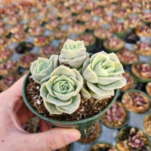 Graptoveria Lovely Rose Succulent Live Plant - 2 or 4 Inch Pot for Indoor/Outdoor - Image 8