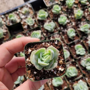 Graptoveria Lovely Rose Succulent Live Plant - 2 or 4 Inch Pot for Indoor/Outdoor - Image 9
