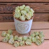 Graptoveria Lovely Rose Succulent Live Plant - 2 or 4 Inch Pot for Indoor/Outdoor - Image 1
