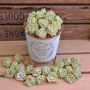 Graptoveria Lovely Rose Succulent Live Plant - 2 or 4 Inch Pot for Indoor/Outdoor - Image 1