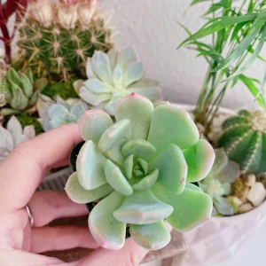 Graptoveria Moonglow Succulent Live Plant – 2 inch Potted Rosette – Indoor/Outdoor - Image 2
