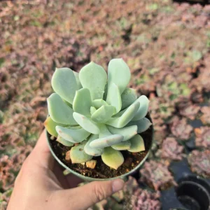 Graptoveria Moonglow Succulent Live Plant – 2 inch Potted Rosette – Indoor/Outdoor - Image 5