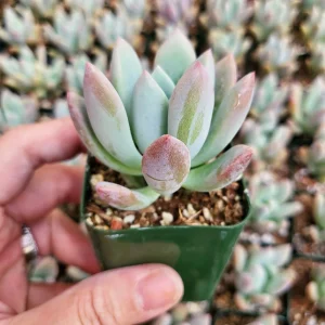 Graptoveria Opalina Live Succulent Plant - 2-4 inch Potted - Low Maintenance Indoor/Outdoor - Image 2