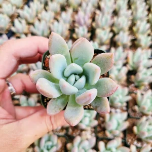 Graptoveria Opalina Live Succulent Plant - 2-4 inch Potted - Low Maintenance Indoor/Outdoor - Image 3