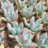 Graptoveria Opalina Live Succulent Plant - 2-4 inch Potted - Low Maintenance Indoor/Outdoor - Image 1