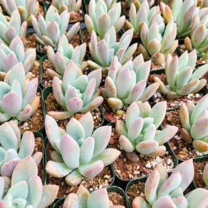 Graptoveria Opalina Live Succulent Plant - 2-4 inch Potted - Low Maintenance Indoor/Outdoor - Image 4