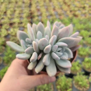 Graptoveria Opalina Live Succulent Plant - 2-4 inch Potted - Low Maintenance Indoor/Outdoor - Image 5