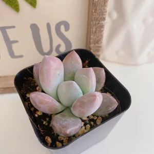 Graptoveria Opalina Succulent Plant – Live Opalina Succulent – 2-4 Inch Pot - Image 3