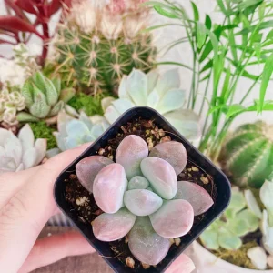 Graptoveria Opalina Succulent Plant – Live Opalina Succulent – 2-4 Inch Pot - Image 1