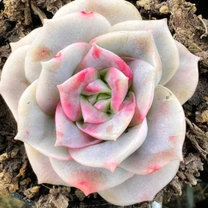 Graptoveria Rose Echeveria Live Succulent Plant, Gray Green, 4
